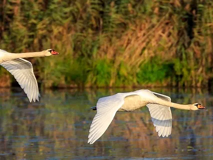 Zwei Schwäne gleiten im Tiefflug über einen See